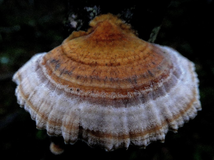 Trametes ochracea