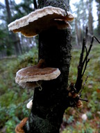 Trametes ochracea