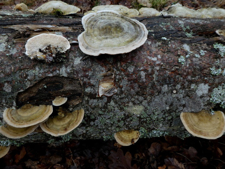 Trametes hirsuta