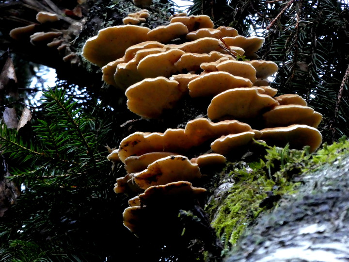 Trametes ochracea