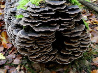 Trametes versicolor