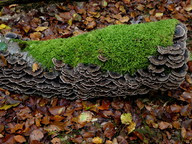 Trametes versicolor