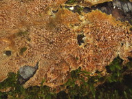 Steccherinum robustius