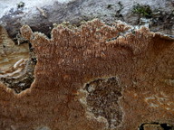 Steccherinum robustius