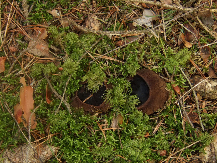 Sarcosoma globosum