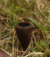 Urnula hiemalis