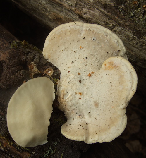 Oxyporus corticola