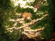 Oxyporus populinus