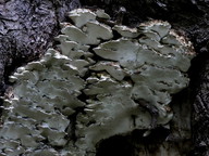 Oxyporus populinus