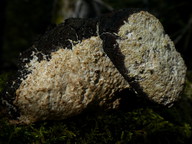 Oxyporus corticola