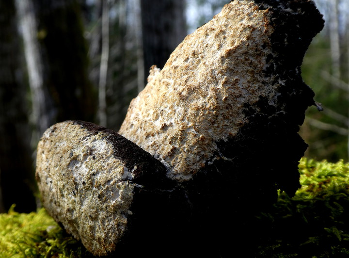 Oxyporus corticola