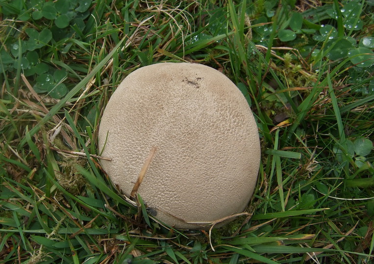 Calvatia utriformis