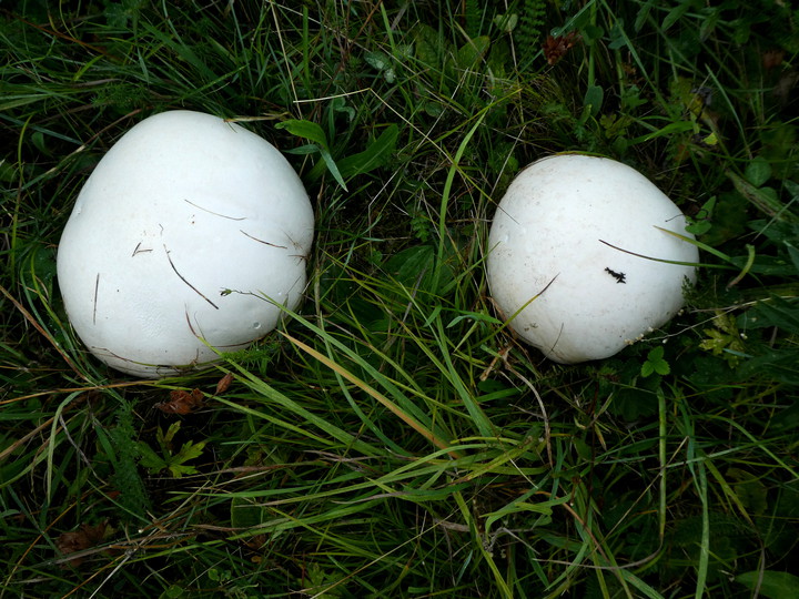 Calvatia gigantea