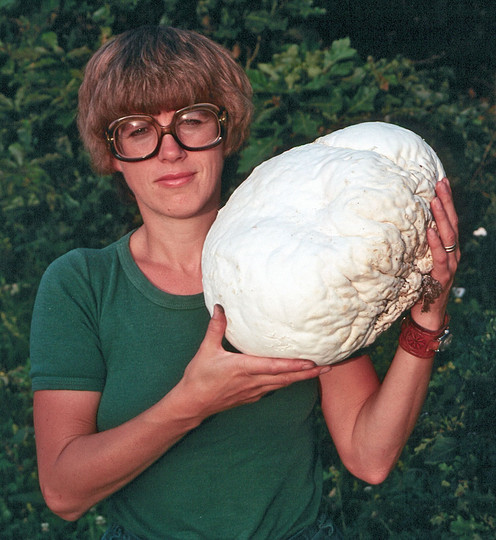 Calvatia gigantea