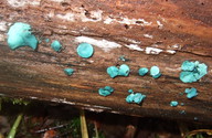 Chlorociboria aeruginascens