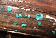 Chlorociboria aeruginascens