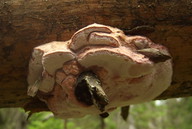 Leptoporus mollis