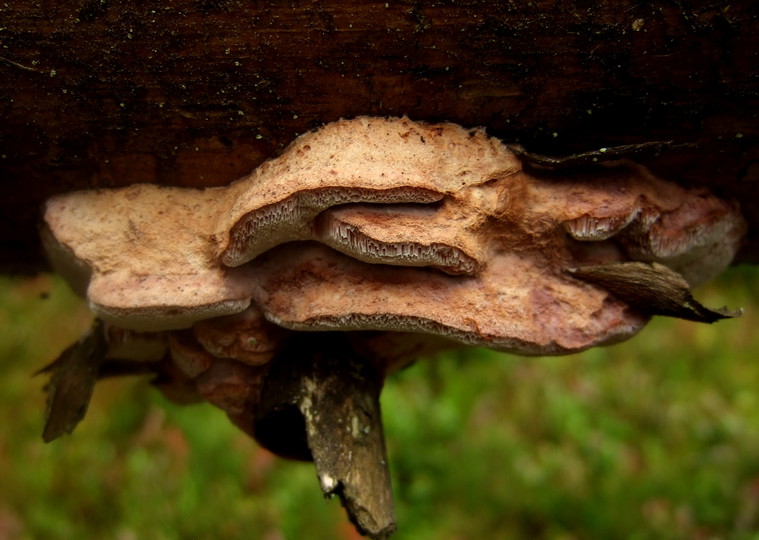 Leptoporus mollis