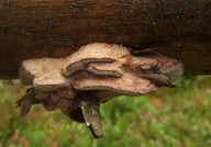 Leptoporus mollis
