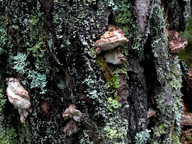 Leptoporus mollis