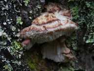 Leptoporus mollis