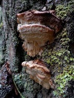 Leptoporus mollis