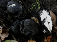 Xylaria polymorpha