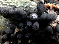 Xylaria polymorpha