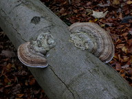 Fomes fomentarius