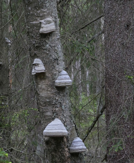 Fomes fomentarius