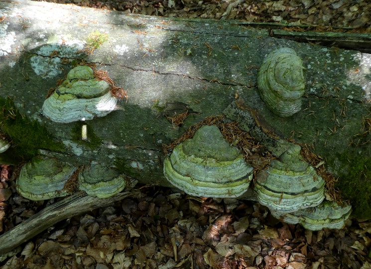 Fomes fomentarius