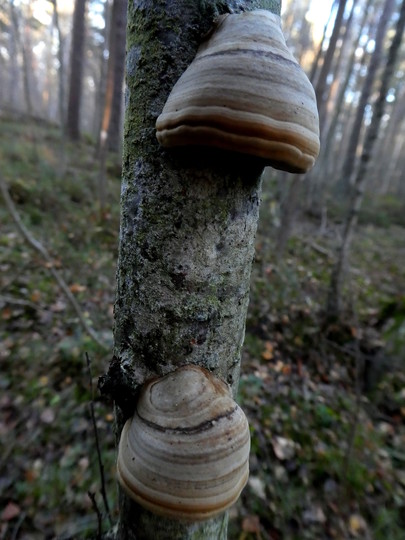 Fomes fomentarius