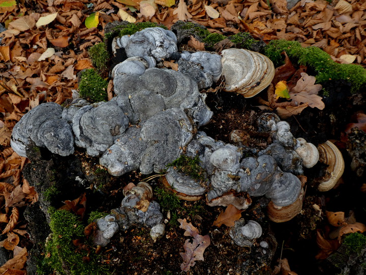 Fomes fomentarius