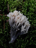 Clavulina sp.