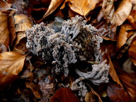 Clavulina cinerea