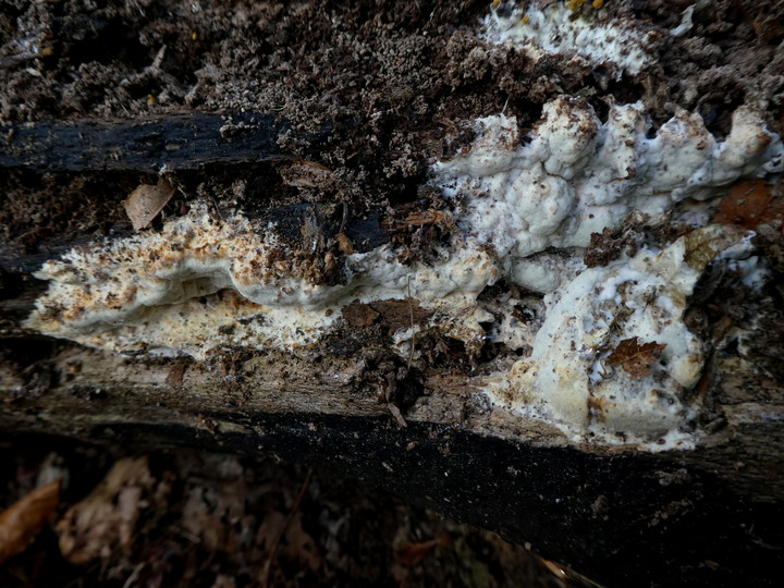 Perenniporia medulla-panis