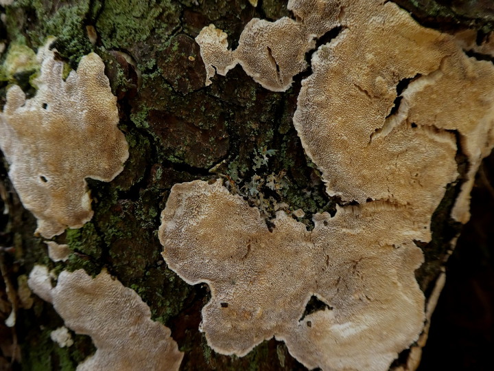 Cinereomyces lindbladii