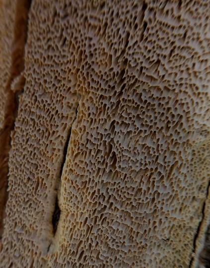 Cinereomyces lindbladii