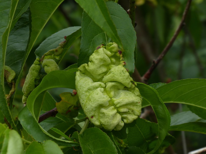 Taphrina deformans