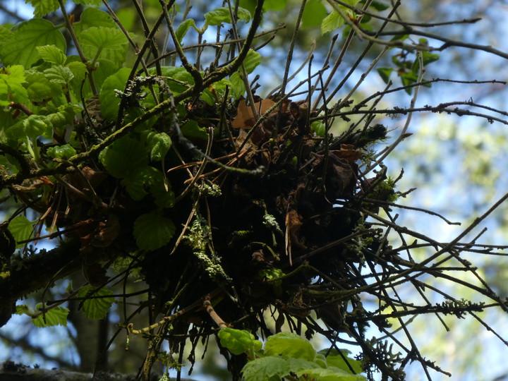 Taphrina betulina