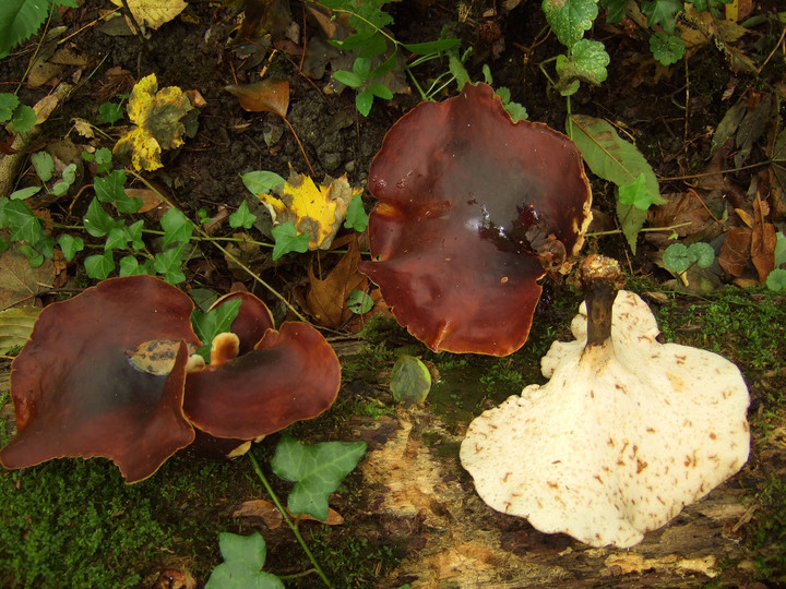 Polyporus badius