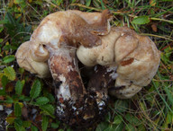 Polyporus melanopus