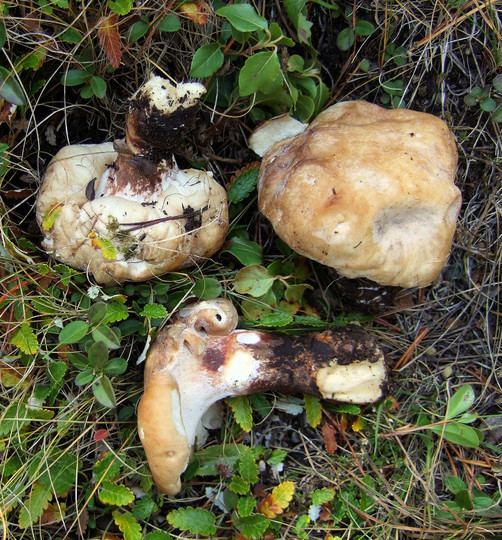 Polyporus melanopus