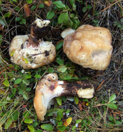 Polyporus melanopus