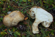 Polyporus melanopus