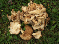 Polyporus umbellatus