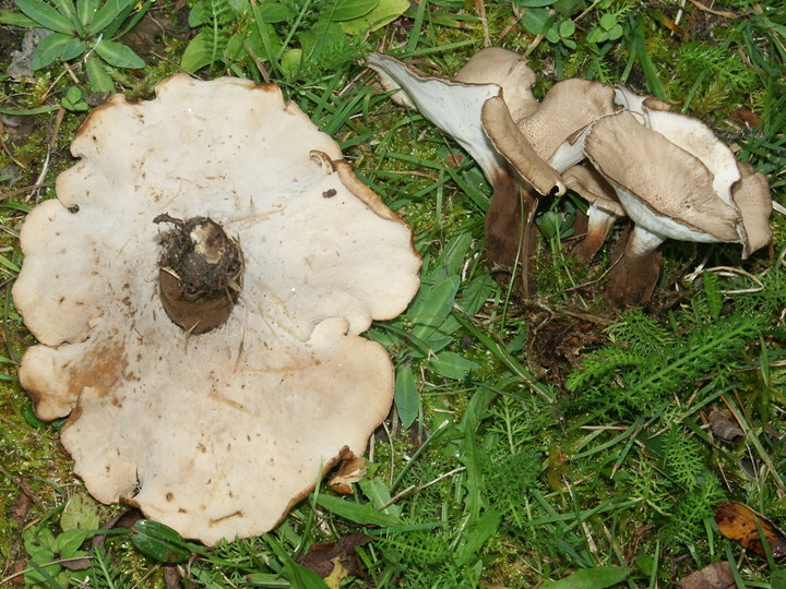 Polyporus melanopus