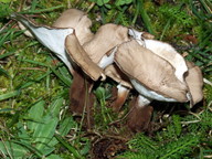 Polyporus melanopus