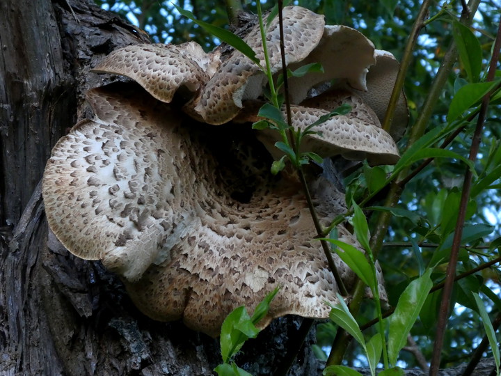 Polyporus squamosus