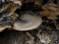 Polyporus squamosus